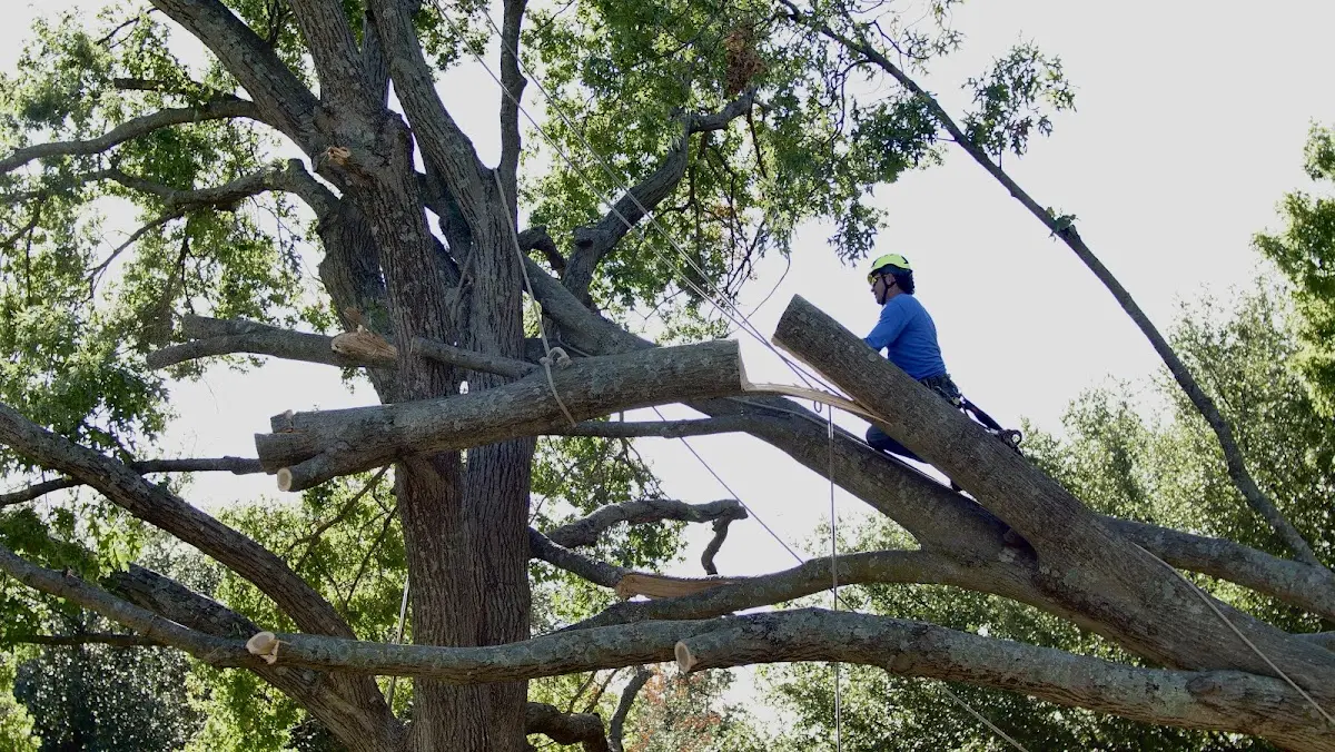 Professional Crown Thinning performed by certified arborists in Westford